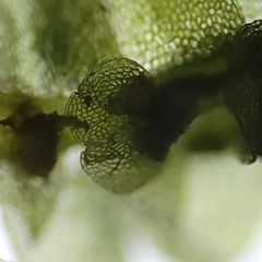 Calypogeia integristipula