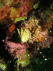 Puncturella cucullata