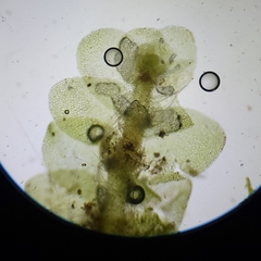 Calypogeia integristipula