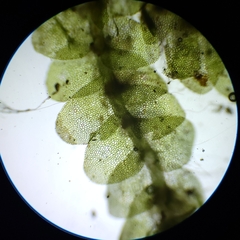 Calypogeia integristipula