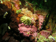 Puncturella cucullata