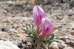 Astragalus uncialis