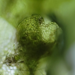 Calypogeia integristipula