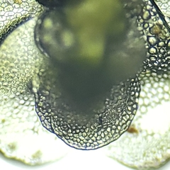 Calypogeia integristipula
