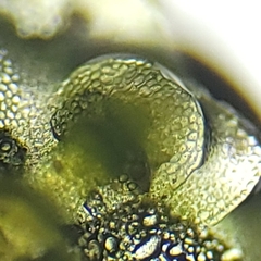 Calypogeia integristipula