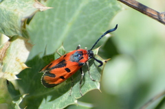 Zygaena laeta