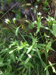 Stellaria borealis