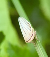 Athysanus argentarius
