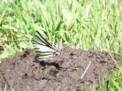 Protesilaus protesilaus