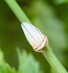Athysanus argentarius