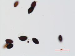 Biscogniauxia philippinensis