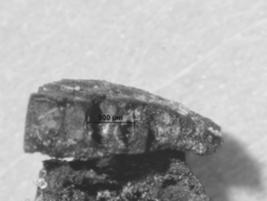 Biscogniauxia philippinensis