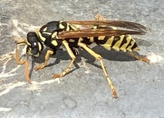 Polistes dominula