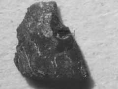 Biscogniauxia philippinensis