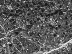 Biscogniauxia philippinensis