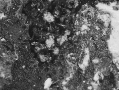 Biscogniauxia philippinensis