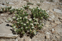 Leptosiphon nuttallii pubescens