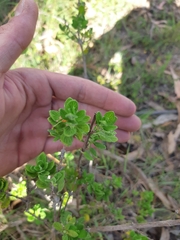 Felicia aethiopica