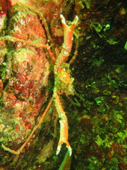 Chorilia longipes