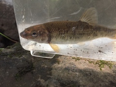 Campostoma oligolepis