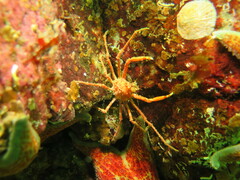 Chorilia longipes