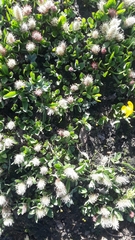 Salix petrophila
