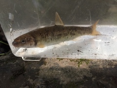 Campostoma oligolepis