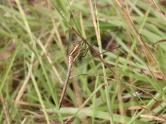 Dasythemis mincki