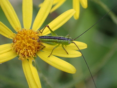 Conocephalus