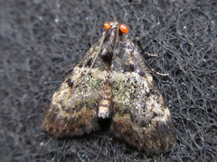 Lepidogma melanobasis