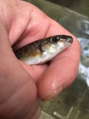 Campostoma oligolepis