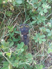 Neotibicen tibicen tibicen