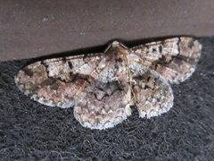 Satoblephara parvularia