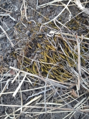 Triquetrella papillata