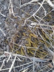 Triquetrella papillata