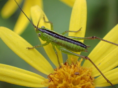 Conocephalus