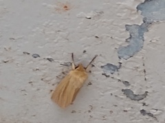 Mythimna pallens