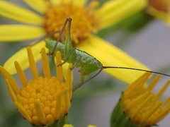 Conocephalus