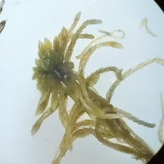 Sphagnum subfulvum