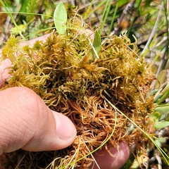 Sphagnum subfulvum
