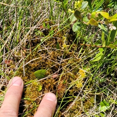 Sphagnum subfulvum