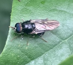 Adoxomyia