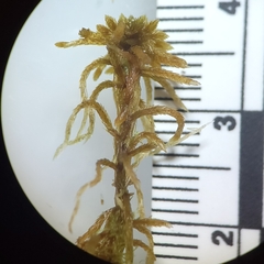 Sphagnum subfulvum