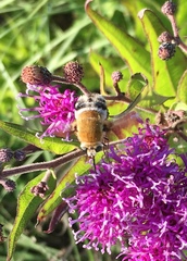 Heterostylum robustum
