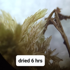 Sphagnum subfulvum
