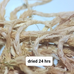 Sphagnum subfulvum