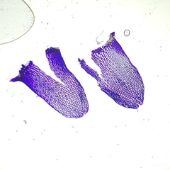 Sphagnum subfulvum
