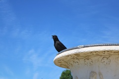 Corvus corone