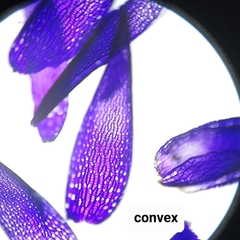 Sphagnum subfulvum
