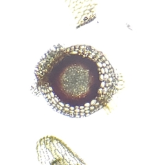 Sphagnum subfulvum